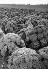 schwarz-weiß-Fotografie eines Grünkohlfeldes